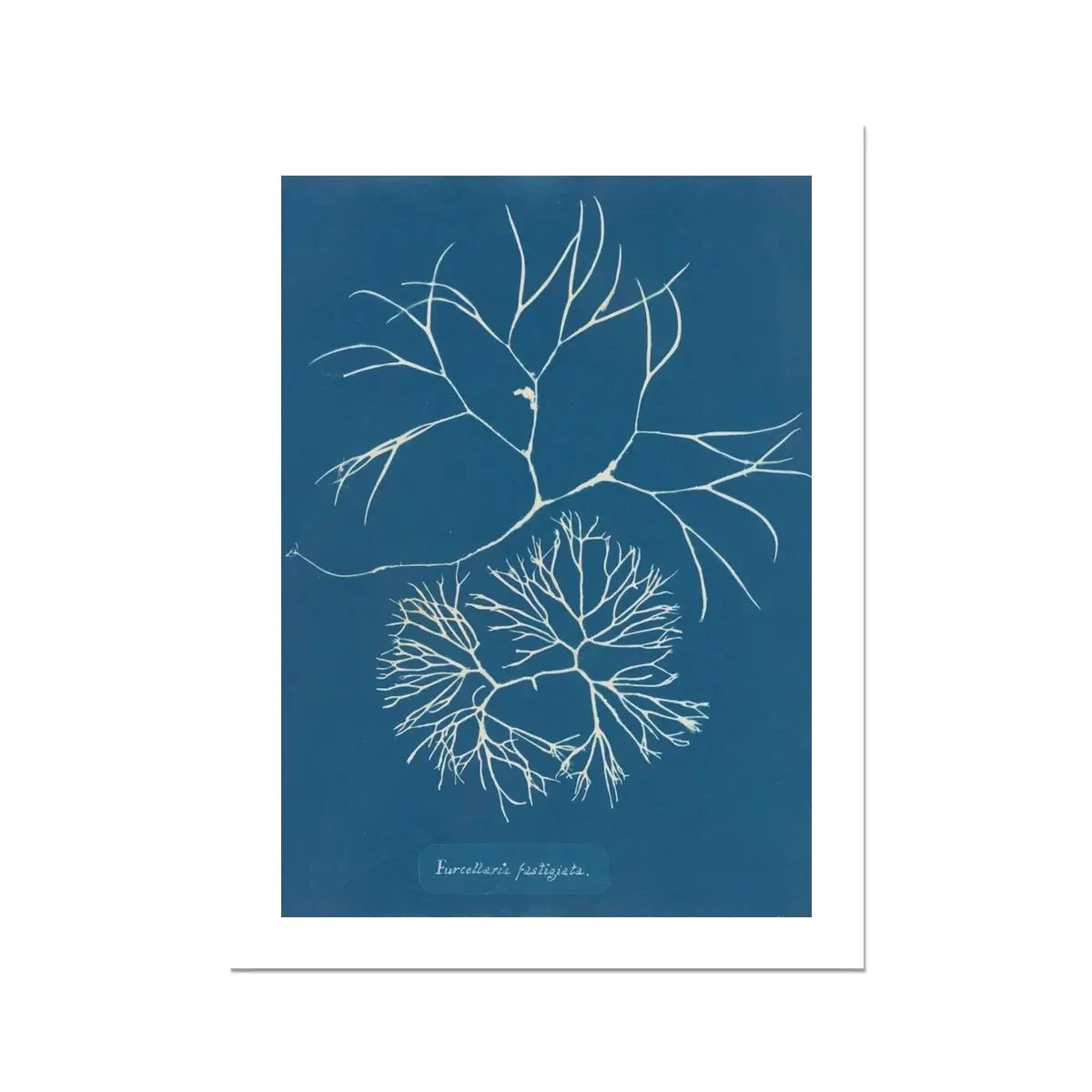 Cyan Filaments: Vintage Seaweed Print - Unframed Cyan Filaments: Vintage Seaweed Print - Unframed -Beach House Art Cyan Filaments Unframed Print Wall Art Beach House Art 1650737521