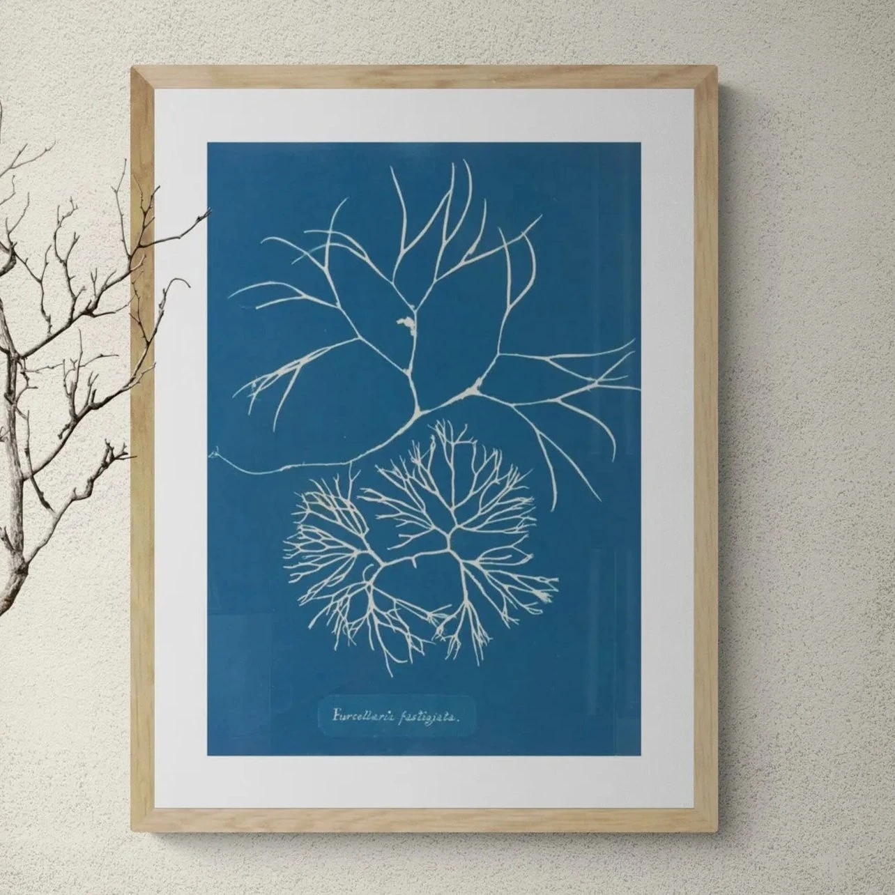 Cyan Filaments: Vintage Seaweed Print - Unframed Cyan Filaments: Vintage Seaweed Print - Unframed -Beach House Art Cyan Filaments Unframed Print Wall Art Beach House Art 1650737525