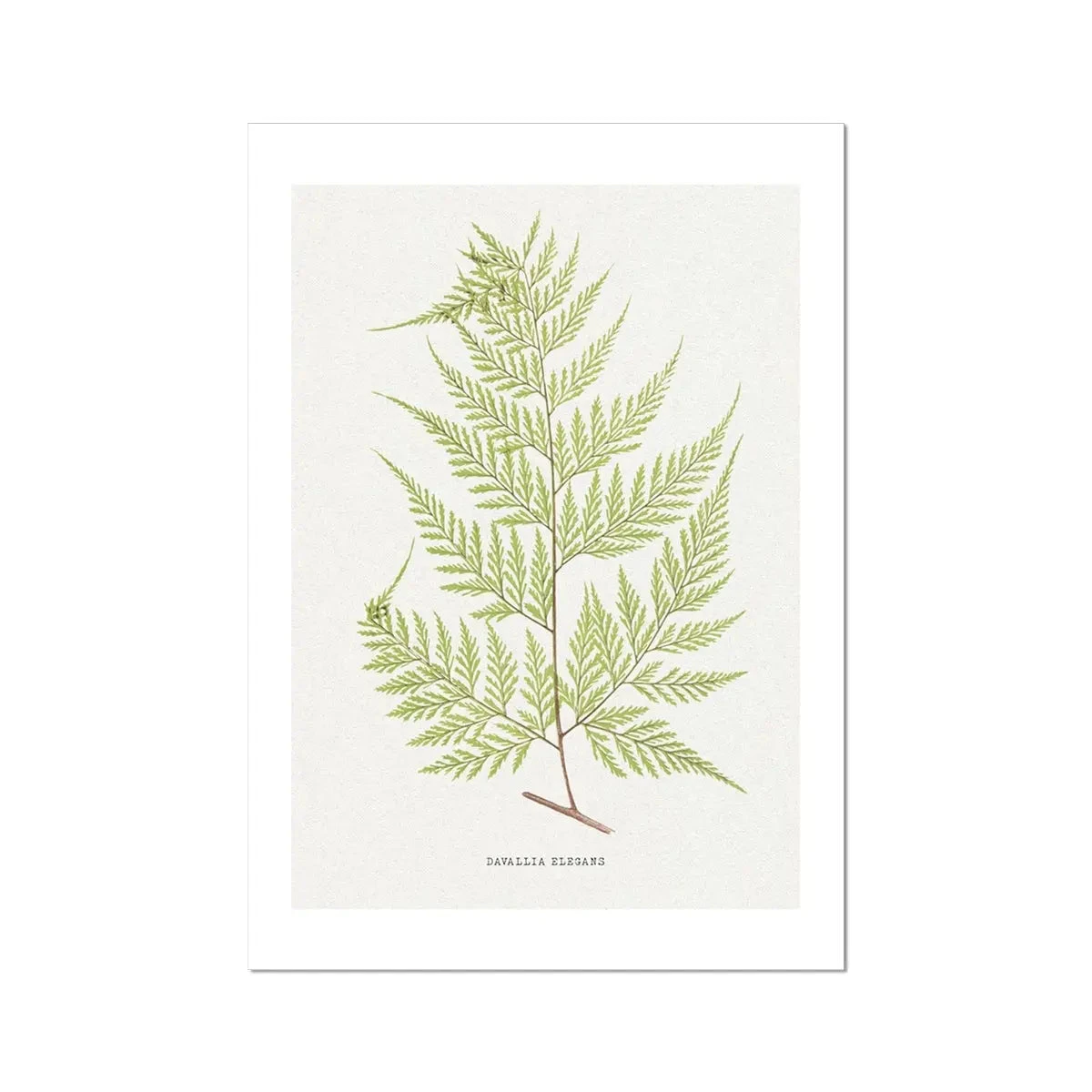 Davallia Elegans Fern Print 10 | Vintage Botanical Art - Unframed Davallia Elegans Fern Print 10 | Vintage Botanical Art - Unframed -Beach House Art Davallia Elegans Fern Print 10 Fine Art Print Fine art Beach House Art 1677413748 a1b0d779 3267 4541 8bc5 1ae3ca19c3db