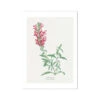 Dragon Flower Painting | Vintage Flower Print | Botanical Art - Unframed