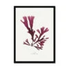 Pressed Seaweed Print Wall Art (Dulse) - Framed