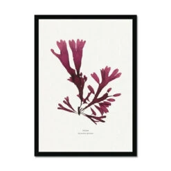 Pressed Seaweed Print Wall Art (Dulse) - Framed