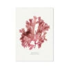 Seaweed Print | Handcrafted Pressed Seaweed (Fan Weed No1) - Unframed -Beach House Art Fan Weed No1 Seaweed Print Fine Art Print Fine art Beach House Art 1661197903