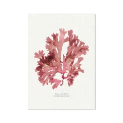 Seaweed Print | Handcrafted Pressed Seaweed (Fan Weed No1) - Unframed