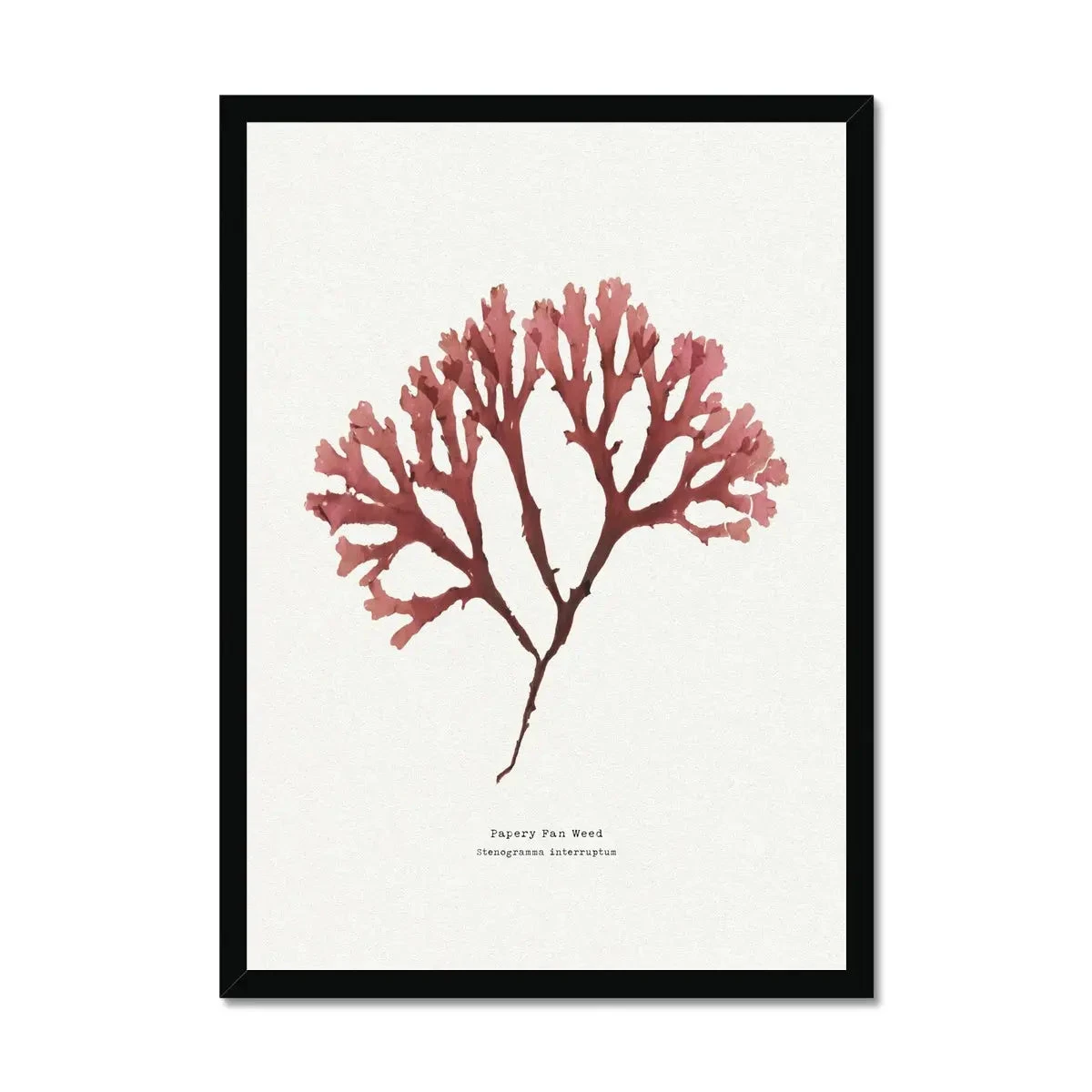 Seaweed Art Print | Handcrafted Pressed Seaweed (Fan Weed No2) - Framed Seaweed Art Print | Handcrafted Pressed Seaweed (Fan Weed No2) - Framed -Beach House Art Fan Weed No2 Seaweed Print Framed Print Fine art Beach House Art 1661172582