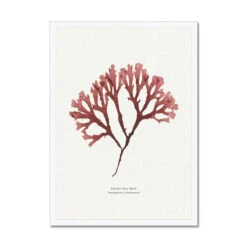 Seaweed Art Print | Handcrafted Pressed Seaweed (Fan Weed No2) - Framed 9 Seaweed Art Print | Handcrafted Pressed Seaweed (Fan Weed No2) - Framed -Beach House Art Fan Weed No2 Seaweed Print Framed Print Fine art Beach House Art 1661172584