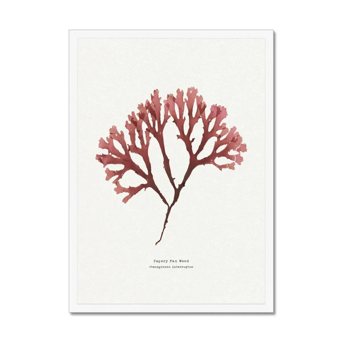 Seaweed Art Print | Handcrafted Pressed Seaweed (Fan Weed No2) - Framed Seaweed Art Print | Handcrafted Pressed Seaweed (Fan Weed No2) - Framed -Beach House Art Fan Weed No2 Seaweed Print Framed Print Fine art Beach House Art 1661172584