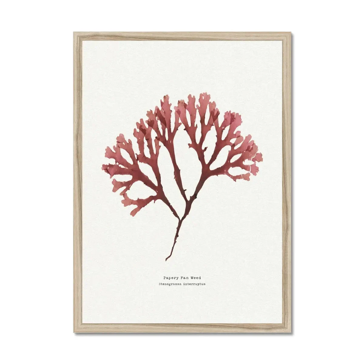 Seaweed Art Print | Handcrafted Pressed Seaweed (Fan Weed No2) - Framed Seaweed Art Print | Handcrafted Pressed Seaweed (Fan Weed No2) - Framed -Beach House Art Fan Weed No2 Seaweed Print Framed Print Fine art Beach House Art 1661172588