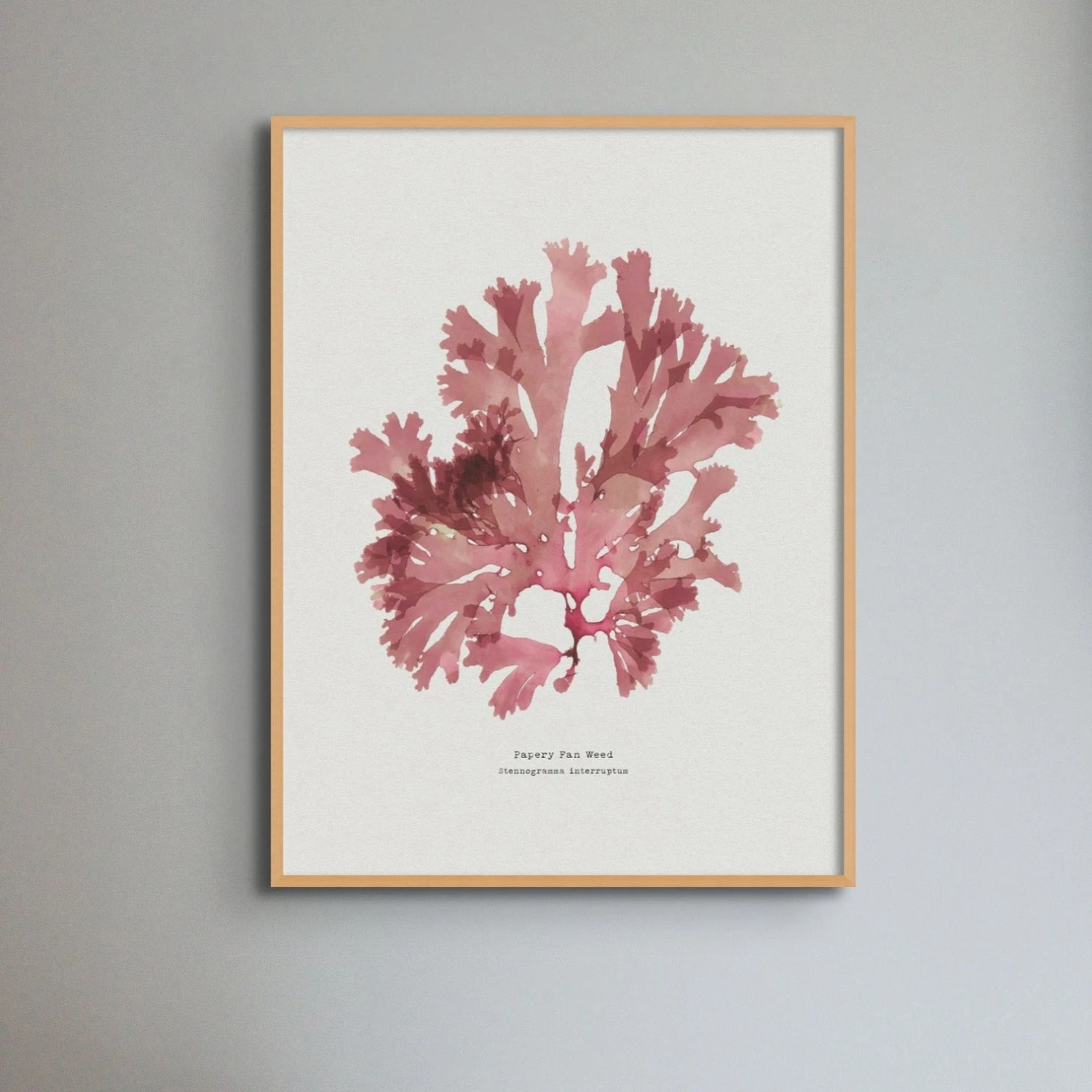 Seaweed Print | Handcrafted Pressed Seaweed (Fan Weed No1) - Unframed Seaweed Print | Handcrafted Pressed Seaweed (Fan Weed No1) - Unframed -Beach House Art Fanweed1 RedSeaweed BeachHouseArt