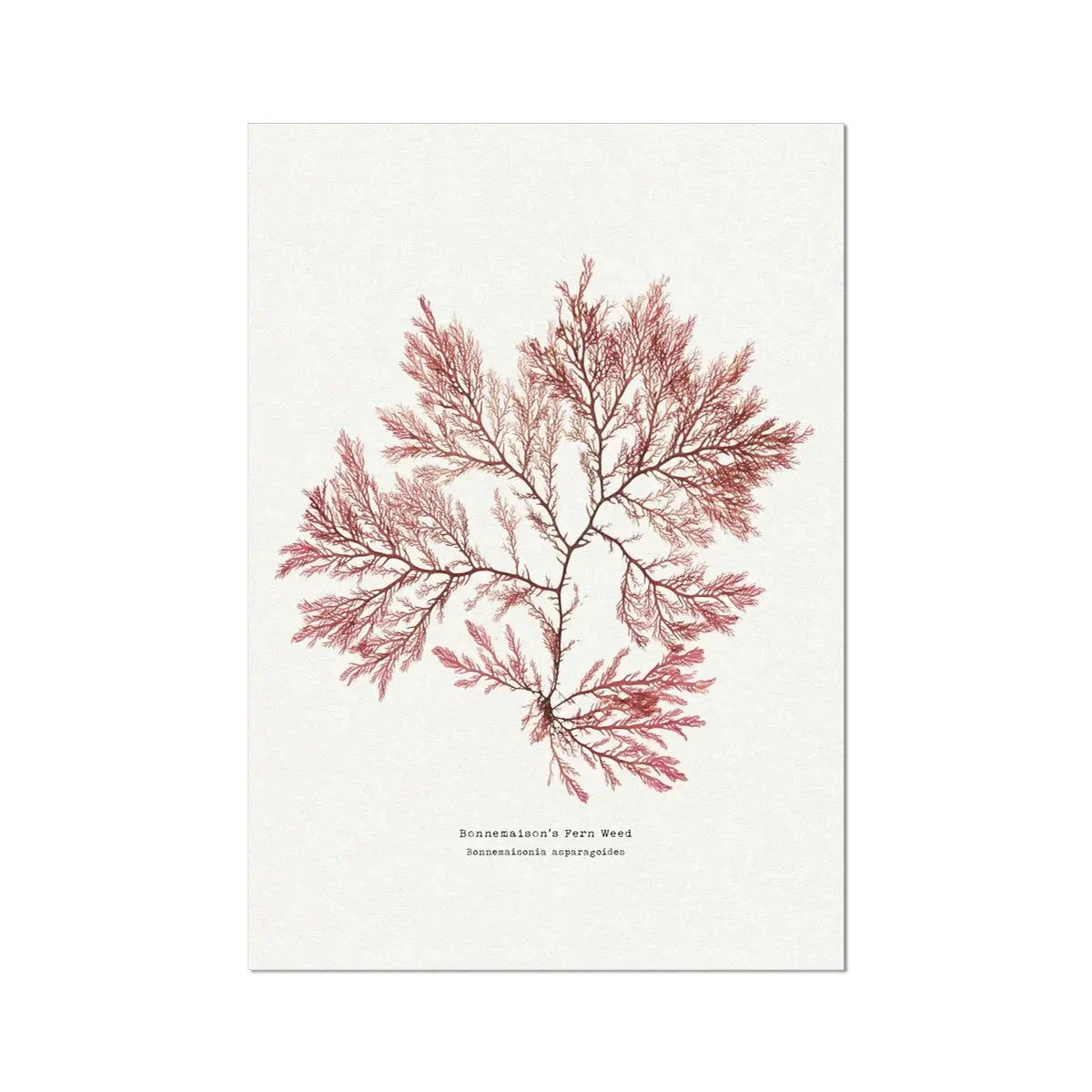Seaweed Print | Pressed Seaweed Art (Fern Weed No2) - Unframed Seaweed Print | Pressed Seaweed Art (Fern Weed No2) - Unframed -Beach House Art Fern Weed No2 Seaweed Print Fine Art Print Fine art Beach House Art 1661172839