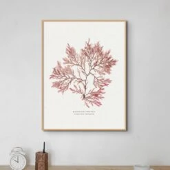 Seaweed Print | Pressed Seaweed Art (Fern Weed No2) - Unframed 6 Seaweed Print | Pressed Seaweed Art (Fern Weed No2) - Unframed -Beach House Art Fern Weed No2 Seaweed Print Fine Art Print Fine art Beach House Art 1661186572
