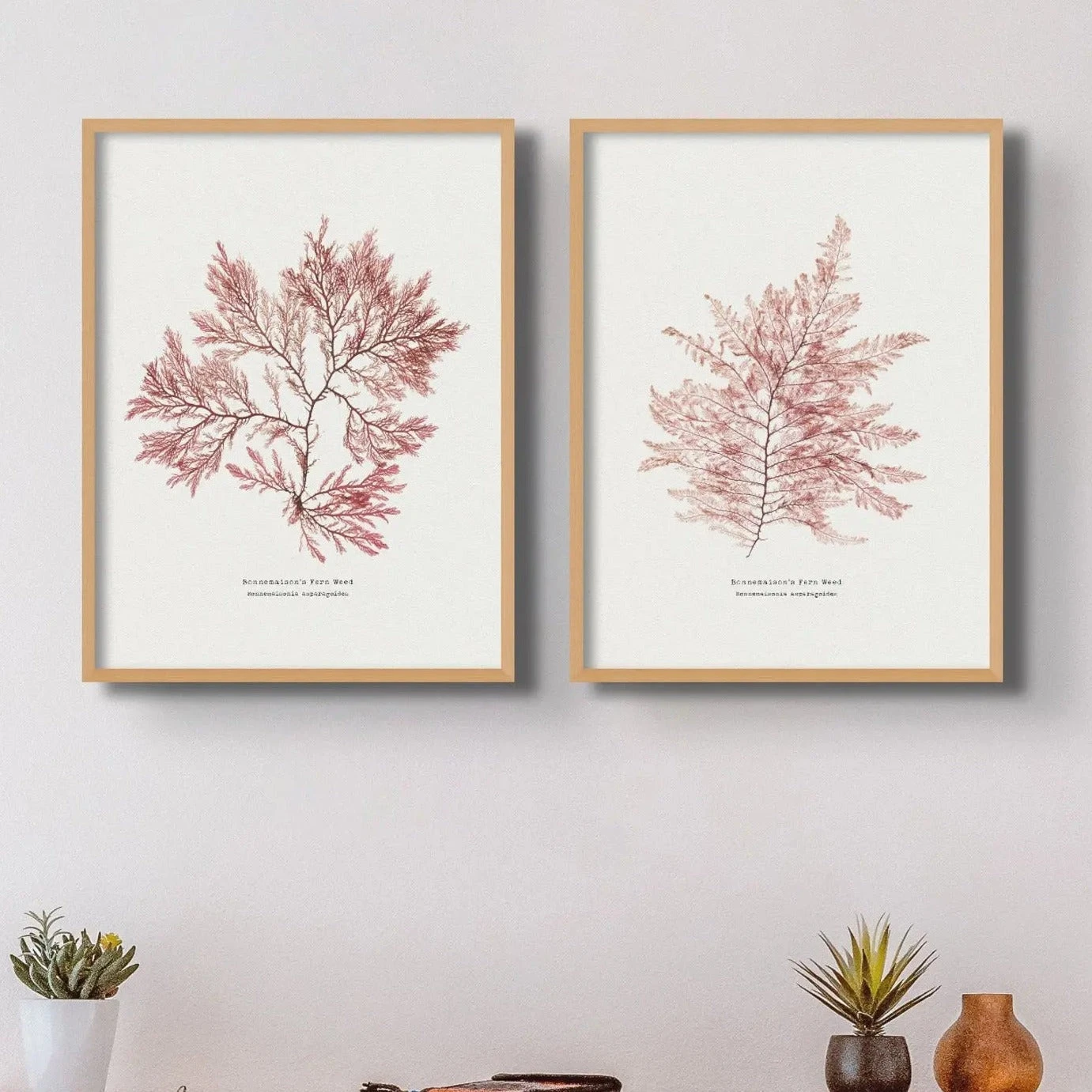 Seaweed Print | Pressed Seaweed Art (Fern Weed No2) - Unframed Seaweed Print | Pressed Seaweed Art (Fern Weed No2) - Unframed -Beach House Art Fern Weed No2 Seaweed Print Fine Art Print Fine art Beach House Art 1661186630