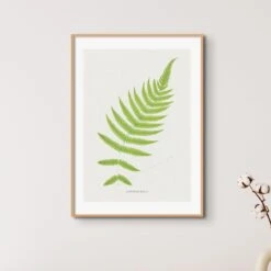Set Of Three Vintage Fern Prints | Group 5 | Vintage Botanical Wall Art - Framed -Beach House Art Fern 4