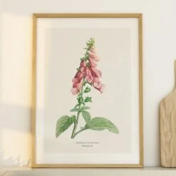 Foxglove Painting | Vintage Flower Print | Botanical Art - Unframed -Beach House Art Foxglovevintageflowerart floralartprint