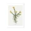 Gorse Painting | Vintage Flower Print | Botanical Art - Unframed 1 Gorse Painting | Vintage Flower Print | Botanical Art - Unframed -Beach House Art Gorse Vintage Flower Print Fine Art Print Fine art Beach House Art 1677410516