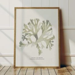 Green Seaweed Art Print | Botanical Watercolour Wall Decor | Stalked Leaf Bearer - Framed 6 Green Seaweed Art Print | Botanical Watercolour Wall Decor | Stalked Leaf Bearer - Framed -Beach House Art Green SLB