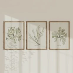 Set Of Three Green Seaweed Prints - Framed 10 Set Of Three Green Seaweed Prints - Framed -Beach House Art Green set 2 1
