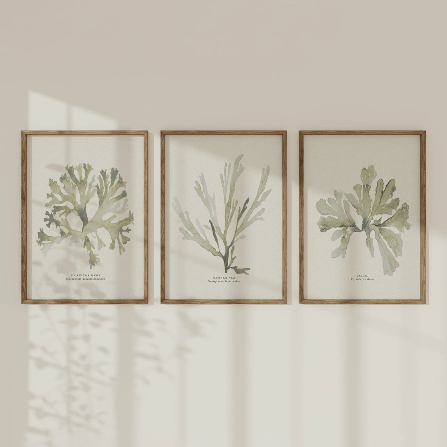 Green Seaweed Art Print | Botanical Watercolour Wall Decor | Stalked Leaf Bearer - Framed Green Seaweed Art Print | Botanical Watercolour Wall Decor | Stalked Leaf Bearer - Framed -Beach House Art Green set 2
