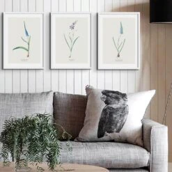 Set Of Three Vintage Floral Prints | Delicate Ixia Group | Botanical Wall Art - Framed -Beach House Art Group 3