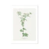 Hemlock | Vintage Flower Print | Botanical Art - Unframed