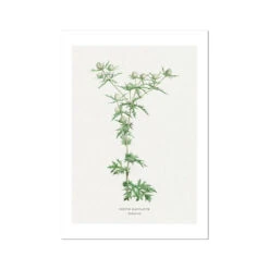 Hemlock | Vintage Flower Print | Botanical Art - Unframed