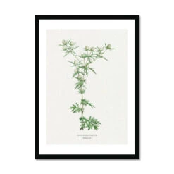 Hemlock | Vintage Flower Print | Botanical Art - Framed -Beach House Art Hemlock Vintage Flower Print Framed Print Fine art Beach House Art 1677410823