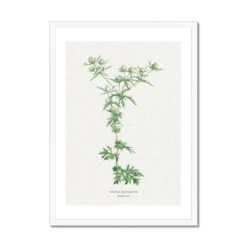 Hemlock | Vintage Flower Print | Botanical Art - Framed -Beach House Art Hemlock Vintage Flower Print Framed Print Fine art Beach House Art 1677410826