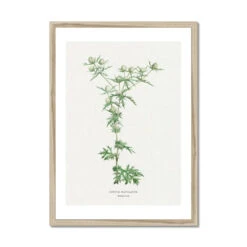 Hemlock | Vintage Flower Print | Botanical Art - Framed