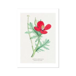 Horn Poppy Painting | Vintage Flower Print | Botanical Art - Unframed