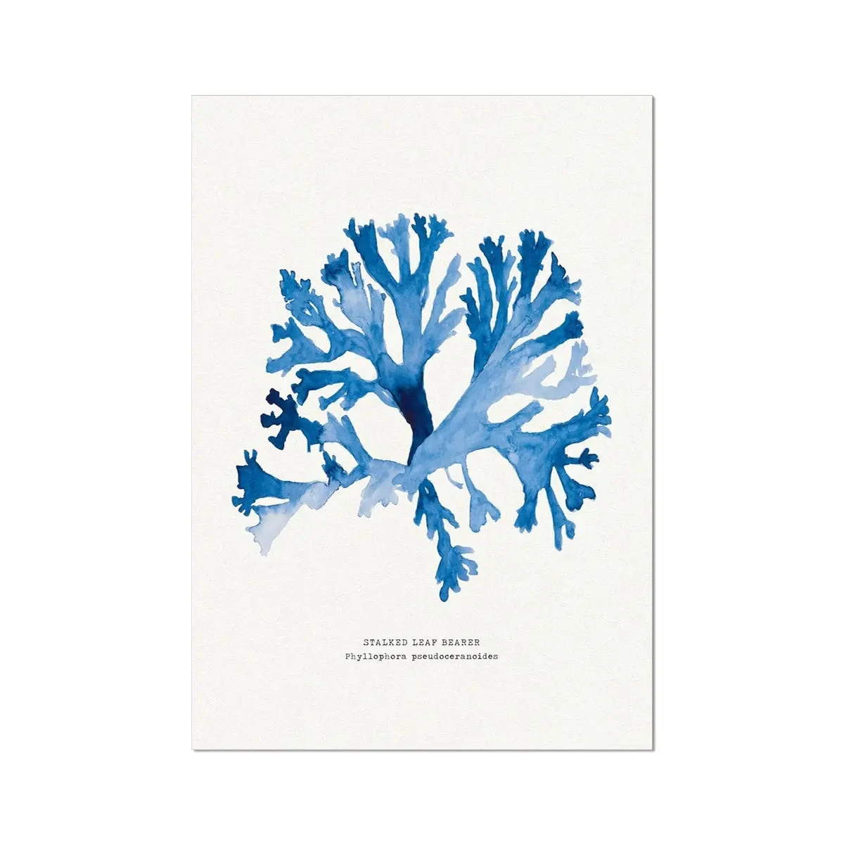 Indigo Seaweed Print | Seaweed Painting (Stalked Leaf Bearer) - Unframed -Beach House Art Indigo Seaweed Print Wall Art Rosy Fan Weed Fine Art Print Home Garden Decor Artwork Posters Prints Visual Artwork Beach House Art 1661518892