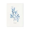 Indigo Seaweed Art |Serrated Wrack Seaweed Print - Unframed 1 Indigo Seaweed Art |Serrated Wrack Seaweed Print - Unframed -Beach House Art Indigo Seaweed Print Wall Art Serrated Wrack Fine Art Print Fine art Beach House Art 1661500570