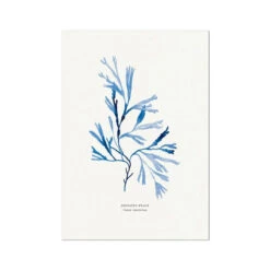 Indigo Seaweed Art |Serrated Wrack Seaweed Print - Unframed
