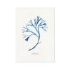 Indigo Seaweed Art Print | Bladder Wrack Seweed Painting - Unframed