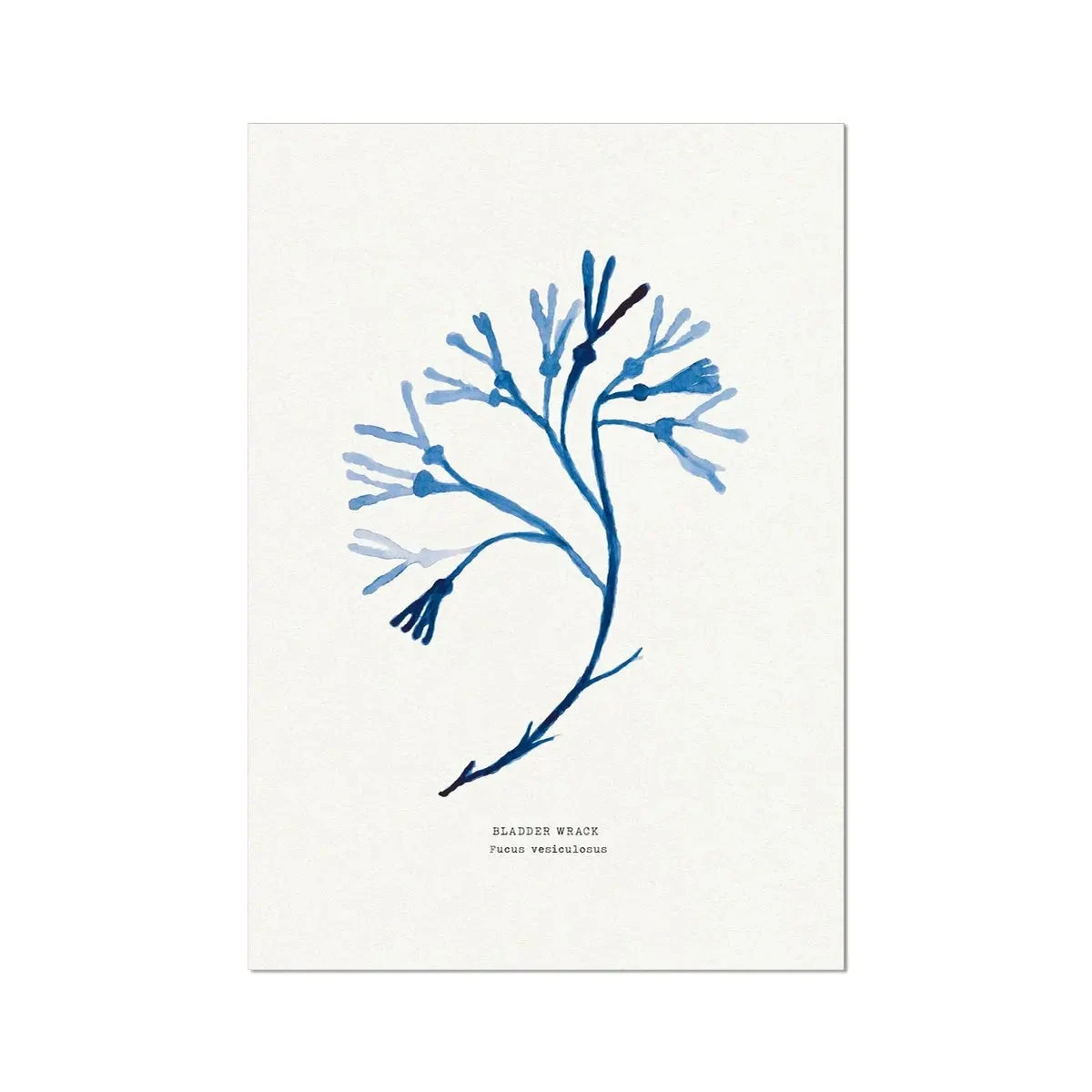 Indigo Seaweed Art Print | Bladder Wrack Seweed Painting - Unframed Indigo Seaweed Art Print | Bladder Wrack Seweed Painting - Unframed -Beach House Art Indigo Seaweed Wall Art Bladder Wrack Fine Art Print Fine art Beach House Art 1661506539