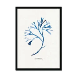 Indigo Seaweed Art Print | Bladder Wrack Seaweed Painting - Framed 7 Indigo Seaweed Art Print | Bladder Wrack Seaweed Painting - Framed -Beach House Art Indigo Seaweed Wall Art Bladder Wrack Framed Print Fine art Beach House Art 1661506483