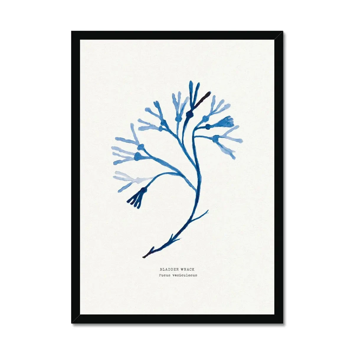 Indigo Seaweed Art Print | Bladder Wrack Seaweed Painting - Framed Indigo Seaweed Art Print | Bladder Wrack Seaweed Painting - Framed -Beach House Art Indigo Seaweed Wall Art Bladder Wrack Framed Print Fine art Beach House Art 1661506483