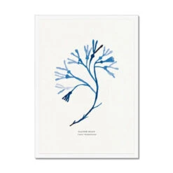 Indigo Seaweed Art Print | Bladder Wrack Seaweed Painting - Framed 8 Indigo Seaweed Art Print | Bladder Wrack Seaweed Painting - Framed -Beach House Art Indigo Seaweed Wall Art Bladder Wrack Framed Print Fine art Beach House Art 1661506486