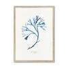 Indigo Seaweed Art Print | Bladder Wrack Seaweed Painting - Framed 2 Indigo Seaweed Art Print | Bladder Wrack Seaweed Painting - Framed -Beach House Art Indigo Seaweed Wall Art Bladder Wrack Framed Print Fine art Beach House Art 1661506488