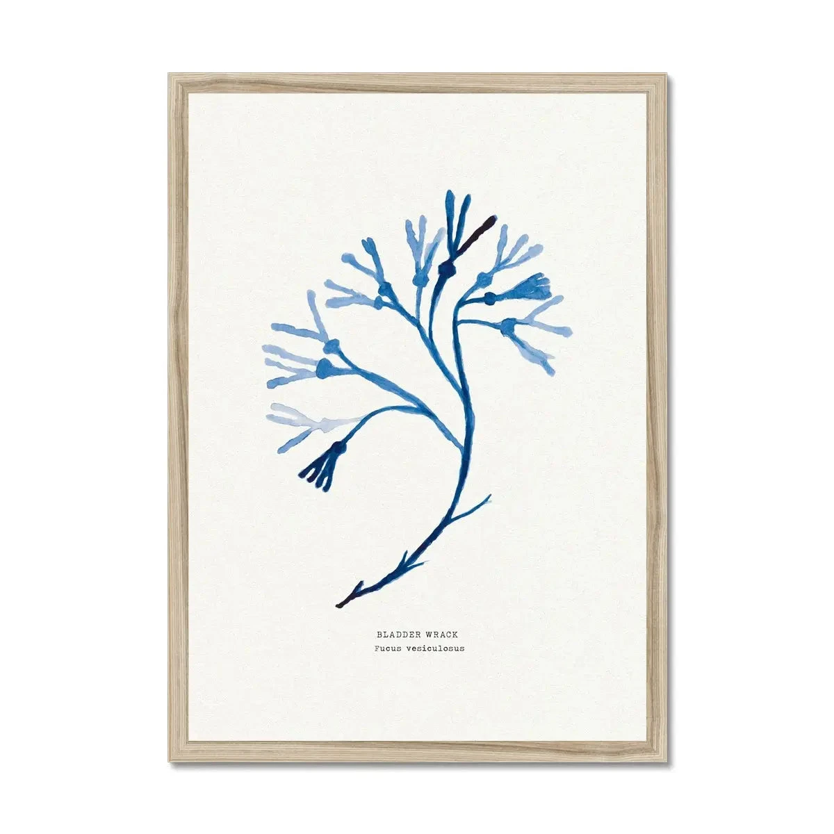 Indigo Seaweed Art Print | Bladder Wrack Seaweed Painting - Framed Indigo Seaweed Art Print | Bladder Wrack Seaweed Painting - Framed -Beach House Art Indigo Seaweed Wall Art Bladder Wrack Framed Print Fine art Beach House Art 1661506488