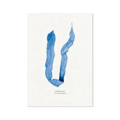 Indigo Seaweed Print Wall Art (Dabberlocks) - Unframed