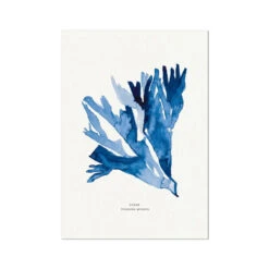 Indigo Seaweed Print | Dulse No.2 Seaweed Painting - Unframed