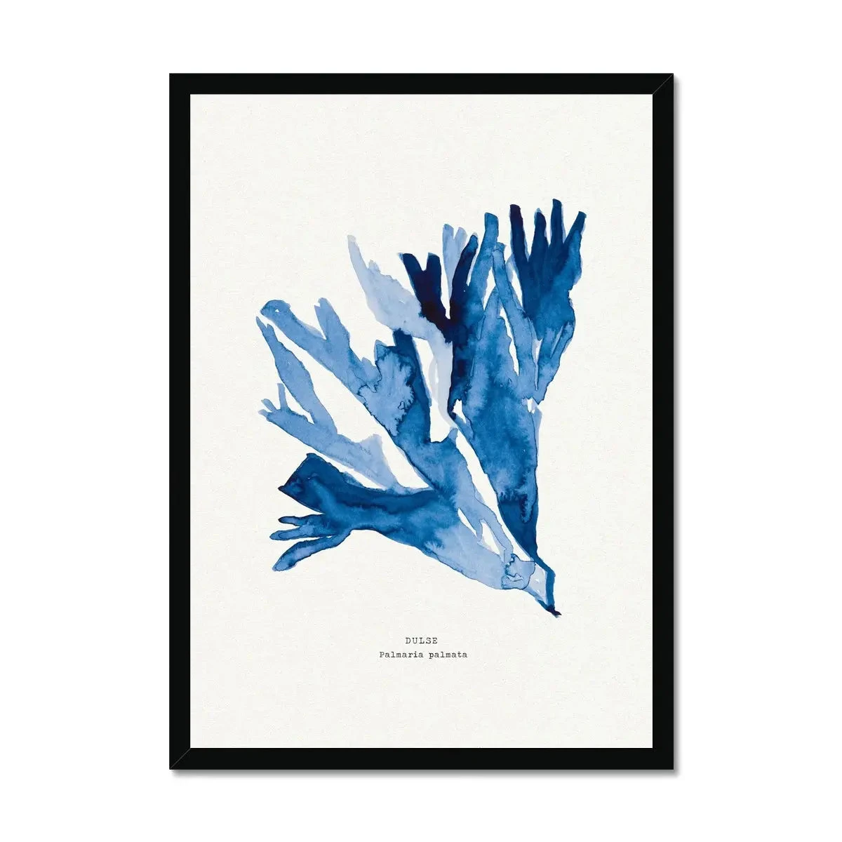 Indigo Seaweed Print | Dulse No.2 Seaweed Painting - Framed Indigo Seaweed Print | Dulse No.2 Seaweed Painting - Framed -Beach House Art Indigo Seaweed Wall Art Dulse No.2 Framed Print Fine art Beach House Art 1661505970