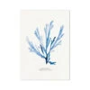 Indigo Seaweed Print | Seaweed Art (Papery Fan Weed) - Unframed -Beach House Art Indigo Seaweed Wall Art Papery Fan Weed Fine Art Print Fine art Beach House Art 1661507474