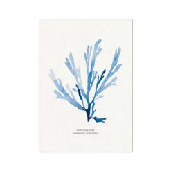 Indigo Seaweed Print | Seaweed Art (Papery Fan Weed) - Unframed