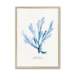 Indigo Seaweed Print | Seaweed Art (Papery Fan Weed) - Framed