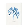 Indigo Seaweed Print |Rosy Fan Weed Seaweed Art - Unframed 2 Indigo Seaweed Print |Rosy Fan Weed Seaweed Art - Unframed -Beach House Art Indigo Seaweed Wall Art Rosy Fan Weed Fine Art Print Fine art Beach House Art 1661507353