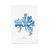 Indigo Seaweed Print | Seaweed Art (Sea Oak) - Unframed