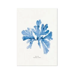 Indigo Seaweed Print | Seaweed Art (Sea Oak) - Unframed
