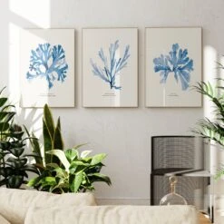 Indigo Seaweed Print | Seaweed Painting (Stalked Leaf Bearer) - Unframed -Beach House Art Indigoseaweedtrio
