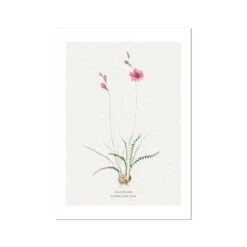 Ixia Curled Leaf | Vintage Flower Print | Botanical Art - Unframed